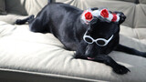 Fototapeta  - Cachorro de tiara e óculos escuro deitado no sofá