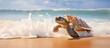 Loggerhead turtles Caretta caretta are endangered in Sri Lanka due to declining numbers and face obstacles as they make their way to breeding grounds on tropical beaches in the Indian Ocean 