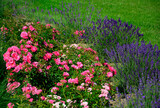 Fototapeta Lawenda - róża i lawenda, lawenda wąskolistna - lavender, (lavandula angustifolia, Rosa), różowe róże i fioletowa lawenda, pink garden roses, flowerbed, ogród kwiatowy, pink roses and lavender