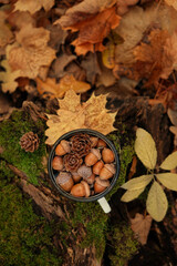 Wall Mural - Autumn background. Enamel mug with acorns, cones, fallen leaves in forest, abstract natural backdrop. atmosphere nature image, harvest fall season. top view. copy space