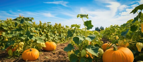 Sticker - Bountiful pumpkin field harvest