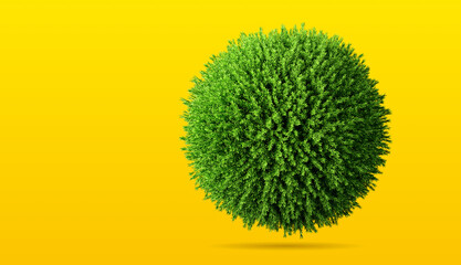 Round coniferous plant, green sphere or bush isolated on yellow background. Top view. Template or layout. 3d render