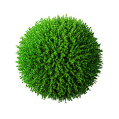 round coniferous plant, green sphere or bush. top view. template or layout. 3d render