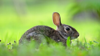 Wall Mural - Grey small hare eating grass on Florida backyard. Wild rabbit in nature