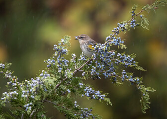 Wall Mural - yellow rumped warbler eating a berry