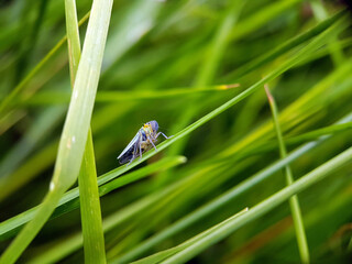 hopper on leaf