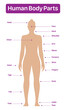 Human body parts medical diagram with female model, vector poster on a white background.