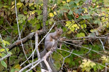 Sticker - The eastern gray squirrel (Sciurus carolinensis) in the park.