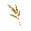 Ear of wheat spikelet isolated on transparent or white background, png, Closeup of Golden Barley , Wheat Plants, Canva