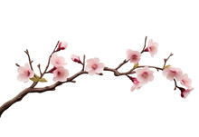 Pink Cherry Blossom Isolated On White, Png, Cut-out, Beautiful Sakura Flowers, Canva