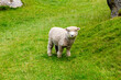 Sheep grazing in New Zealand paddock