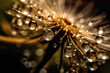 Water drops on dandelion seed macro in nature in yellow and gold tones. Generative AI
