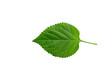 close-up Lantana camara leaf isolated on white background ,its flowers are yellow and orange.Clipping path is included
