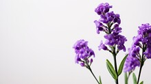 Portrait Beautiful Purple Statice Flower Ai Generative
