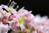 Fototapeta  - Cute white and pink Japanese soba (Buckwheat) flowers (Close up flower head macro photograph)