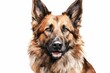 Generative AI : Belgian Teruven Dog watercolor portrait painting illustrated dog puppy isolated