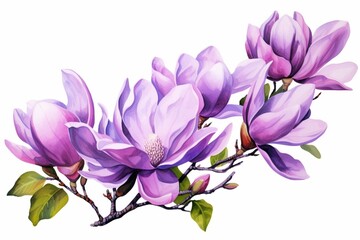 Wall Mural - Generative AI : Purple magnolia flower, Magnolia felix isolated on white background, with clipping path