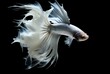 beautiful white betta fish, in an aquarium on a black background. AI Generated Images