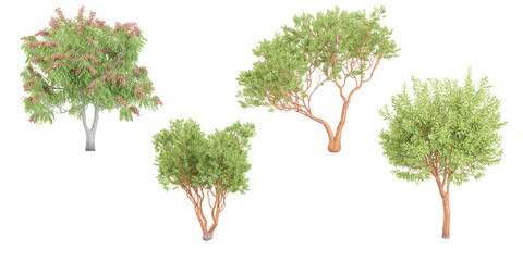 Isolate beautiful Madrones,Koelreuteria elegans tree set on transparent background