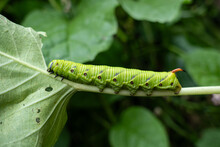 Green Caterpillar Hornworm Isolated On Black Background.