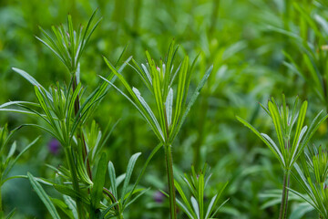 The Cleavers Galium aparine have been used in the traditional medicine for treatment of disorders of the diuretic, lymph systems and as a detoxifier