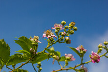 Soft Pink Blackberry Flowers And Buds In Spring - Rubus Fruticosus