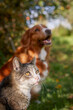 Cat and dog sitting together in grass under tree during autumn day. Freindship between tabby domestic cat and Nova Scotia Duck Tolling Retriever. .