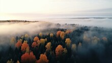 Aerial View Of Beautiful Winter And Autumn Forest In Low Clouds At Sunrise. Top View Of Orange And Green Trees In Fog At Dawn In Fall. View From Above Of Woods. Nature Background. Multicolored Leaves
