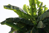 Fototapeta Sypialnia - Tropical banana palm leaf, large foliage in rainforest