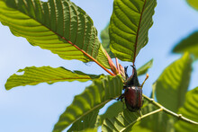 Beetles Cling To Kratom Leaves, Which Is A Thai Herbal Plant