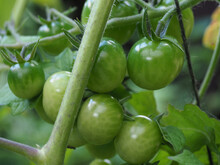 Close-up Of Green Tomatoes Growing On A Vine