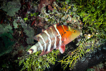 Wall Mural - Redbreast Maori Wrasse Cheilinus fasciatus