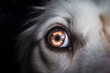 Fireworks reflection in eyes of scared dog