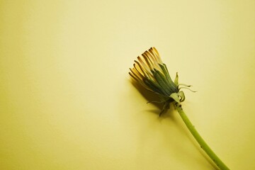 Wall Mural - Closed yellow dandelion flower on a yellow table