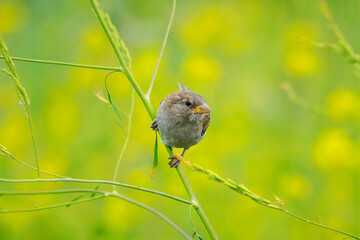 Wall Mural - House Sparrow female bird, passer domesticus, foraging in a hedge