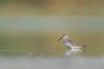 Wall Mural - Fine art portrait of Dunlin in the shallow waters (Calidris alpina)