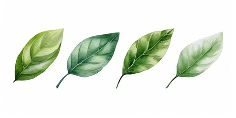 Sticker - Lush green leaves. Natural beauty in spring. Botanical elegance. Leaf in summer. Close up of fresh foliage in great outdoors. Illustration of bright elements