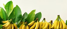 Natural Bio Jungle Containing Ripe Yellow Bananas On A Banana Tree With Copyspace For Text