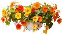Nasturtiums In Hanging Basket Isolated On Transparent Or White Background, PNG