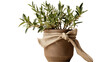 Dwarf Olive Tree in Burlap-Wrapped Pot Isolated on Transparent or White Background, PNG
