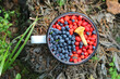 White iron mug filled with ripe sweet strawberries and blueberries on earthen forest background. Picking berries in the forest. Organic food. Bright, tasty, sweet, healthy berries. Horizontal photo