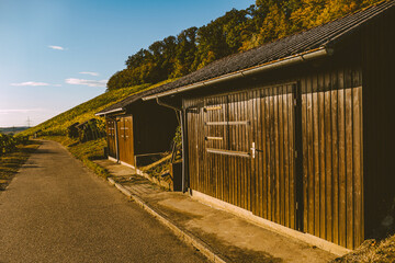 Wall Mural - Weinberge im Herbst