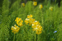Closeup Of Yellow Cowslip Flowers Among Green Equisetum Plants
