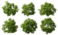 Aerial View Woods Trees Cutout On Transparent Backgrounds 3d Render Png