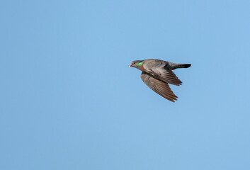 Wall Mural - stock dove, columba oenas