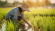 Asian woman working in a rice field