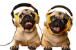 dog listening to music from earphones, transparent background