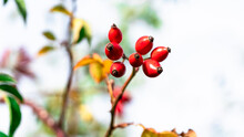 Close-up Of Red Ripe Rose Hips. Bright Red Rosehip Fruits.