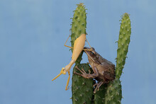A Common Tree Frog Is Ready To Prey On A Yellow Praying Mantis On A Cactus Tree Trunk. The Frog, Also Known As The Striped Tree Frog, Has The Scientific Name Polypedates Leucomystax.
