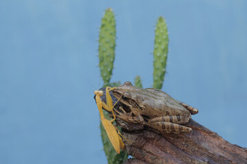 Wall Mural - A common tree frog is ready to prey on a yellow praying mantis on a dry tree trunk. The frog, also known as the striped tree frog, has the scientific name Polypedates leucomystax.